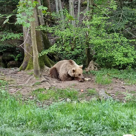Otel Kurparkhotel Faisst Bad Peterstal-Griesbach