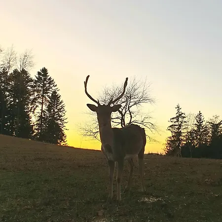 Kurparkhotel Faisst Otel