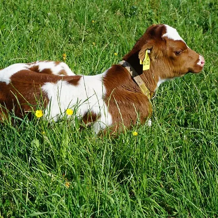 Kurparkhotel Faisst 3*